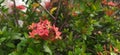 red ixora chinensis soka flower Royalty Free Stock Photo