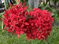 Red Ixora Coccinea Flower. Rangan