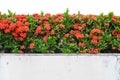 Red Ixora coccinea plants or Jungle Geranium,