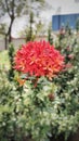 Red Ixora flower