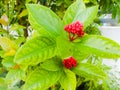 Red Ixora flower buds in onam with green leaves a view from front. Royalty Free Stock Photo