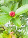 Red Ixora flower buds in onam with green leaves a top angle view. Royalty Free Stock Photo