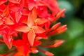 Red ixora flower in chiangmai Thailand