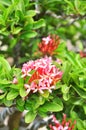 Red ixora flower Royalty Free Stock Photo