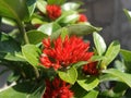 Red ixora flower in the garden