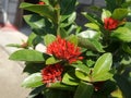 Red ixora flower in the garden