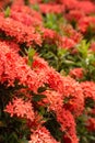 Red Ixora flower in garden at thailand. Royalty Free Stock Photo