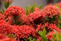 Red Ixora flower in garden at thailand. Royalty Free Stock Photo