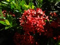 Red ixora flower on its bush