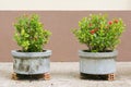 Red Ixora flower planting in a small cement pond