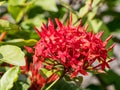 red ixora flower; Rauvolfia serpentine Royalty Free Stock Photo