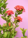 Red ixora flower; Rauvolfia serpentine Royalty Free Stock Photo