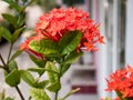 Red ixora flower; Rauvolfia serpentine Royalty Free Stock Photo
