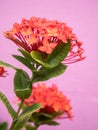 red ixora flower; Rauvolfia serpentine Royalty Free Stock Photo