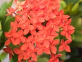 Red ixora flower; Rauvolfia serpentine