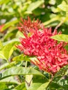 red ixora flower; Rauvolfia serpentine blurred background Royalty Free Stock Photo