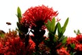 A red Ixora flower stands out in bright daylight, with insects attracted to its vibrant flowers.