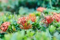 Red ixora flowers Royalty Free Stock Photo