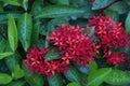 Red Ixora flowers in bloom