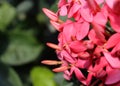 A close up photo of red ixora flowers and buds Royalty Free Stock Photo