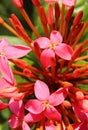 A close up photo of red ixora flowers and buds Royalty Free Stock Photo