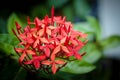 Red Ixora flowers