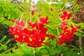 Red Ixora flowers Royalty Free Stock Photo