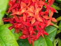 Red Ixora Flowers After Rain Royalty Free Stock Photo