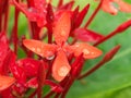 Red Ixora Flowers After Rain Royalty Free Stock Photo