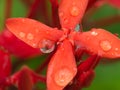 Red Ixora Flowers After Rain Royalty Free Stock Photo