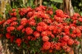 Red Ixora flowers