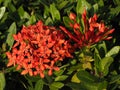 The red Ixora