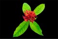 Red Ixora isolated on black with clipping path.