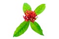 Red Ixora isolated on white with clipping path.