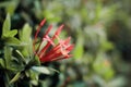 Red Ixora Plant