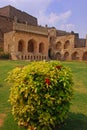 Red Ixora Plant in Golkonda Fort