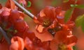 Red Japanese allpe tree blooming