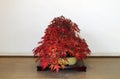 Red Japanese Bonsai Maple on branch of the tree in the pot on the wooden table. Royalty Free Stock Photo