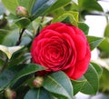 Red Japanese Camellia Royalty Free Stock Photo