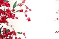 Red Japanese Flowering Cherry