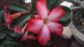 Red Japanese frangipani or adenium blooming in a pot