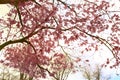 Red Japanese maple, ace tree branches background Royalty Free Stock Photo