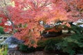 Red Japanese Maple Leaf on branch of the tree in the garden. Royalty Free Stock Photo