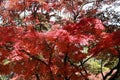 Red Japanese Maple Leaf on branch of the tree in the garden. Royalty Free Stock Photo