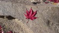 Red Japanese maple leaf on a rock Royalty Free Stock Photo