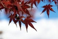 Red Japanese Maple Leaf on the tree with background out focus white and blue sky. Royalty Free Stock Photo