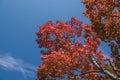 Red Japanese maple leaf on tree and blue sky background Royalty Free Stock Photo
