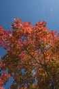 Red Japanese maple leaf on tree and blue sky background Royalty Free Stock Photo