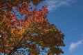 Red Japanese maple leaf on tree and blue sky background Royalty Free Stock Photo