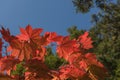 Red Japanese maple leaf on tree and blue sky background Royalty Free Stock Photo